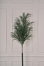 Лапа хвои Южная