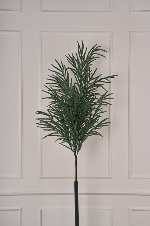 Лапа хвои Южная