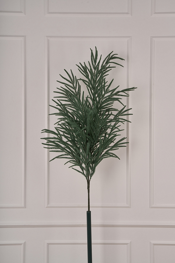 Лапа хвои Южная