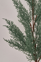 Ветка туи искусственная