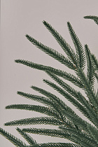 Лапа хвои Южная