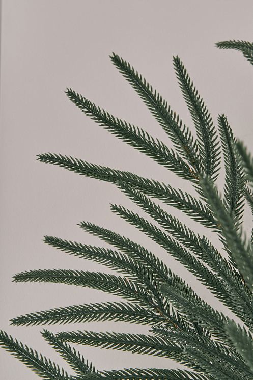 Лапа хвои Южная