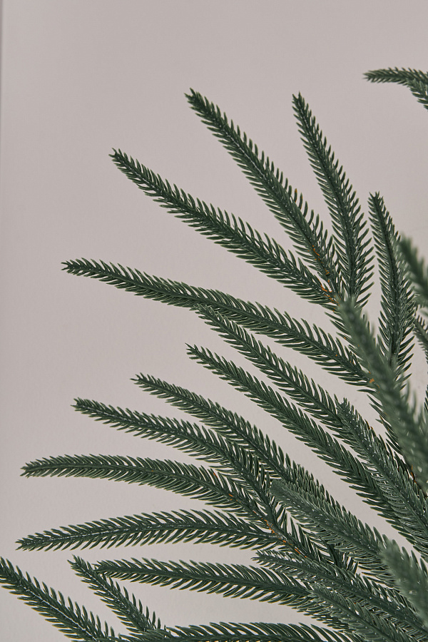 Лапа хвои Южная