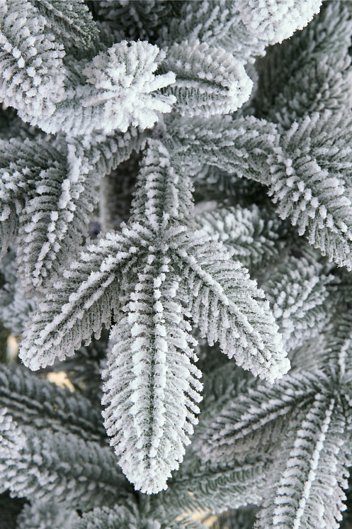 Ель заснеженная Калининградская