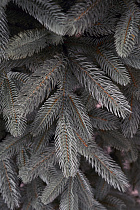 Ель искусственная литая Тверская голубая