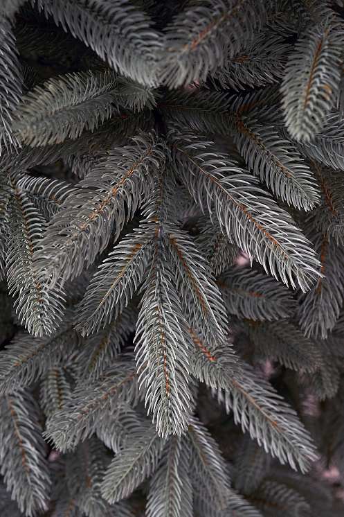 Ель искусственная литая Тверская голубая