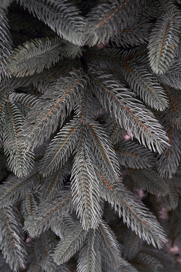 Ель искусственная литая Тверская голубая