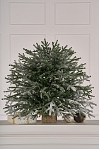 Ель искусственная Эми настольная иней