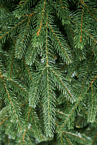 Ель искусственная премиум Карпатская