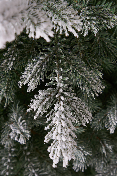 Ель литая Мурманская иней