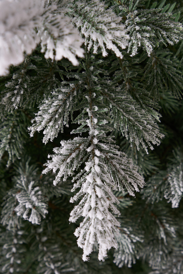 Ель литая Мурманская иней