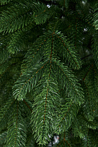 Ель искусственная литая Ставропольская