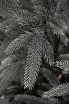 Ель литая Вяземская голубая