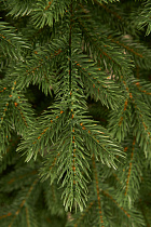 Ель искусственная литая Зеленоградская